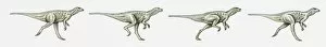 Images Dated 8th April 2010: Illustration of a bipedal dinosaur running, multiple image