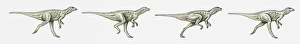 Images Dated 8th April 2010: Illustration of a bipedal dinosaur running, multiple image