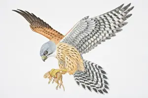In Flight Prints: Illustration, bird of prey flying with small animal gripped in its claws