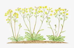 Crucifers Prints: Illustration of Biscutella laevigata (Buckler mustard), yellow flowers