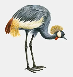 Crane Bird Prints: Illustration of a Black crowned crane (Balearica pavonina), side view