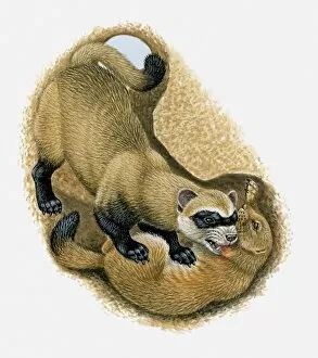 Images Dated 13th April 2010: Illustration of Black-footed Ferret killing Prairie Dog in its burrow