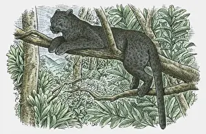 Resting Prints: Illustration of a Black Panther (Panthera onca) resting in branches of tree in rainforest