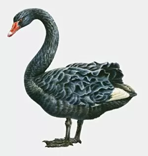 Images Dated 1st March 2010: Illustration of a Black swan (Cygnus atratus), side view