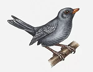 Illustration of a blackbird perching on a branch
