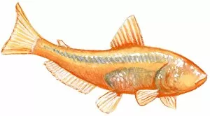Images Dated 10th November 2008: Illustration of Blind Cave Characin (Astyanax mexicanus), orange freshwater fish also known as