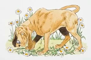 Illustration of Bloodhound with guilty facial expression standing on flowers