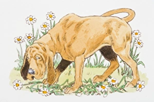 Images Dated 7th March 2008: Illustration of Bloodhound with guilty facial expression standing on flowers