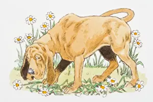 Front Or Back Yard Prints: Illustration of Bloodhound with guilty facial expression standing on flowers