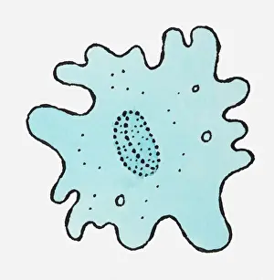 Cell Prints: Illustration of blue Amoeba