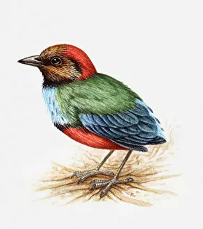Illustration of a Blue-breasted pitta, also known as Red-bellied pitta (Pitta erythrogaster), side view