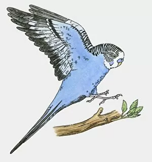 Images Dated 22nd October 2009: Illustration of blue budgerigar landing on branch