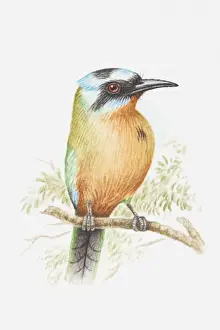 Tropical Bird Prints: Illustration of a Blue-crowned motmot (Momotus momota) perching on a branch