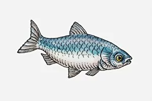 Illustration of a blue fish, side view