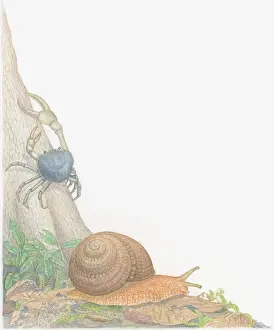 Spiral Prints: Illustration of Blue Land Crab (Discoplax hirtipes) crawling up tree trunk