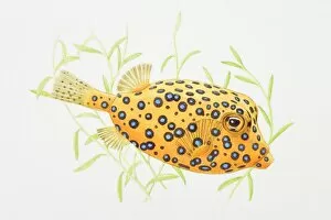 Illustration of Blue-spotted Boxfish (Ostracion cubicus)
