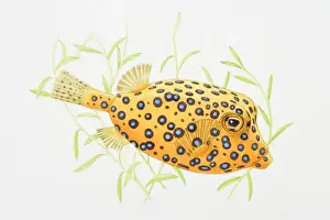 Spotted Prints: Illustration of Blue-spotted Boxfish (Ostracion cubicus)