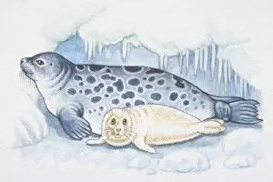 Images Dated 8th August 2006: Illustration, blue spotted seal with white pup