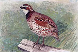 Illustration of Bobwhite