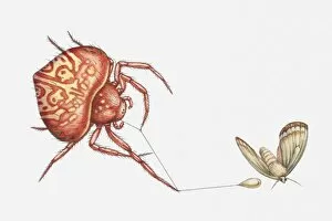 Images Dated 20th May 2010: Illustration of Bolas spider (Cladomelea debeeri) catching moth with sticky lure at the end of a