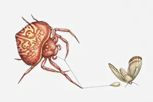 Illustration of Bolas spider (Cladomelea debeeri) catching moth with sticky lure at the end of a thread