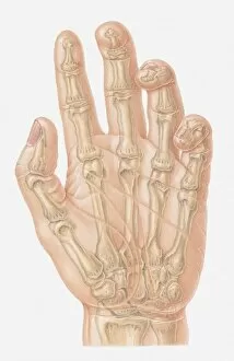 Illustration of bones of human hand