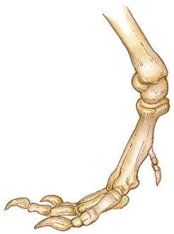 Support Gallery: Illustration of bones of Tyrannosaurus foot showing long toes, small first toe, or dew claw