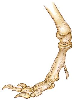 Images Dated 31st October 2008: Illustration of bones of Tyrannosaurus foot showing long toes, small first toe, or dew claw