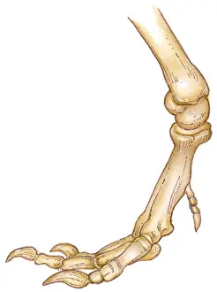 Illustration of bones of Tyrannosaurus foot showing long toes, small first toe, or dew claw, and ankle joint