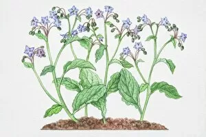 Formal Garden Collection: Illustration, Borago officinalis, Borage, blue star-like flowers with large elongaged leaves