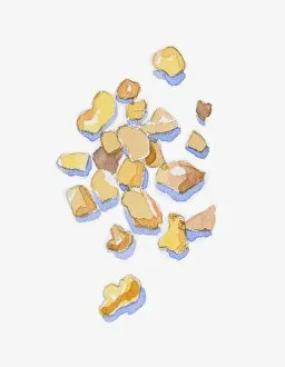 Images Dated 10th November 2008: Illustration of Boswellia sacra (Frankincense), resin ingredient for aromatherapy oil