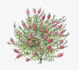 Illustration of Bottlebrush (Callistemon) with red flowers and green leaves