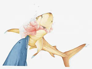 Images Dated 23rd March 2011: Illustration of Bottlenose Dolphin killing a Whitetip Reef Shark by ramming the sharks soft belly