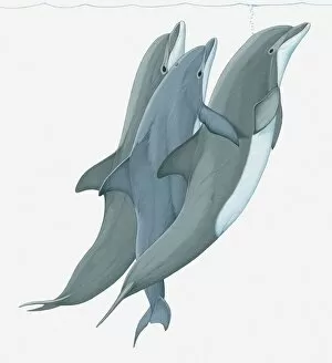 Images Dated 23rd March 2011: Illustration of two Bottlenose Dolphins (Tursiops) lifting a third dolphin to water surface