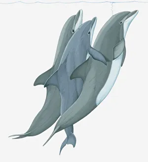 Images Dated 23rd March 2011: Illustration of two Bottlenose Dolphins (Tursiops) lifting a third dolphin to water surface
