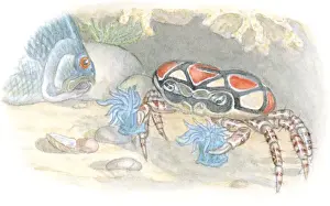 Cooperation Prints: Illustration of Boxer Crab or Pom-Pom Crab (Lybia tesselata) carrying stinging Sea Anemone (Actiniaria)