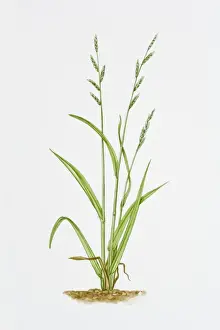 Illustration of Brachypodium Sylvaticum (False Brome)