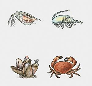 Illustration of branchiopoda, copepod, barnacle and malacostracan