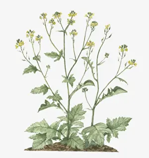 Long Prints: Illustration of Brassica nigra (Black Mustard) bearing racemes of small yellow flowers and green leaves on long stems