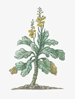 Illustration of Brassica oleracea (Wild Mustard), tall biennial plant with small yellow flowers