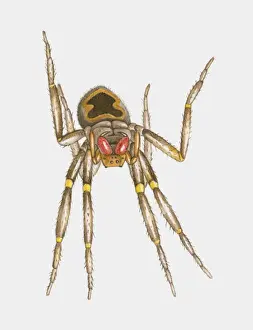 Ink And Brush Prints: Illustration of Brazilian Wandering Spider (Phoneutria spp. )