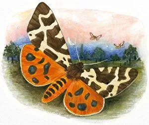 Illustration of brightly coloured moth flying at night