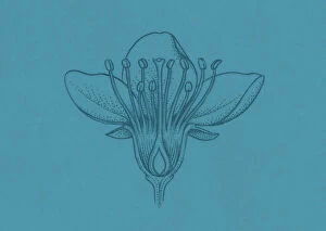 Images Dated 2nd December 2010: Illustration of broadleaf flower showing ovules inside the ovary