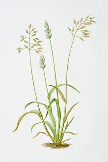 Illustration of Bromus hordeaceus (Soft Brome)