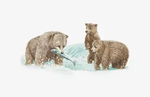 Bear Cub Prints: Illustration of brown bear catching fish and two young bears looking on