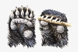 Illustration of Brown Bear (Ursus arctos) paws showing pads, and claws gripping bamboo stick