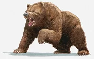 Images Dated 12th May 2010: Illustration of a Brown bear (Ursus arctos) roaring