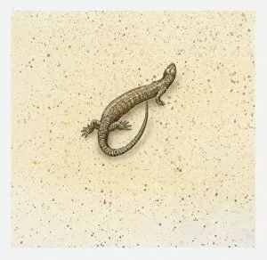 Images Dated 8th April 2010: Illustration of a brown lizard, view from above