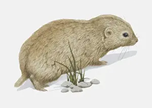 Burrowers Prints: Illustration, brown Siberian Lemming (Lemmus sibiricus), side view