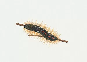 Images Dated 2nd December 2010: Illustration of Brown-tail (Euproctis chrysorrhoea) caterpillar on stem